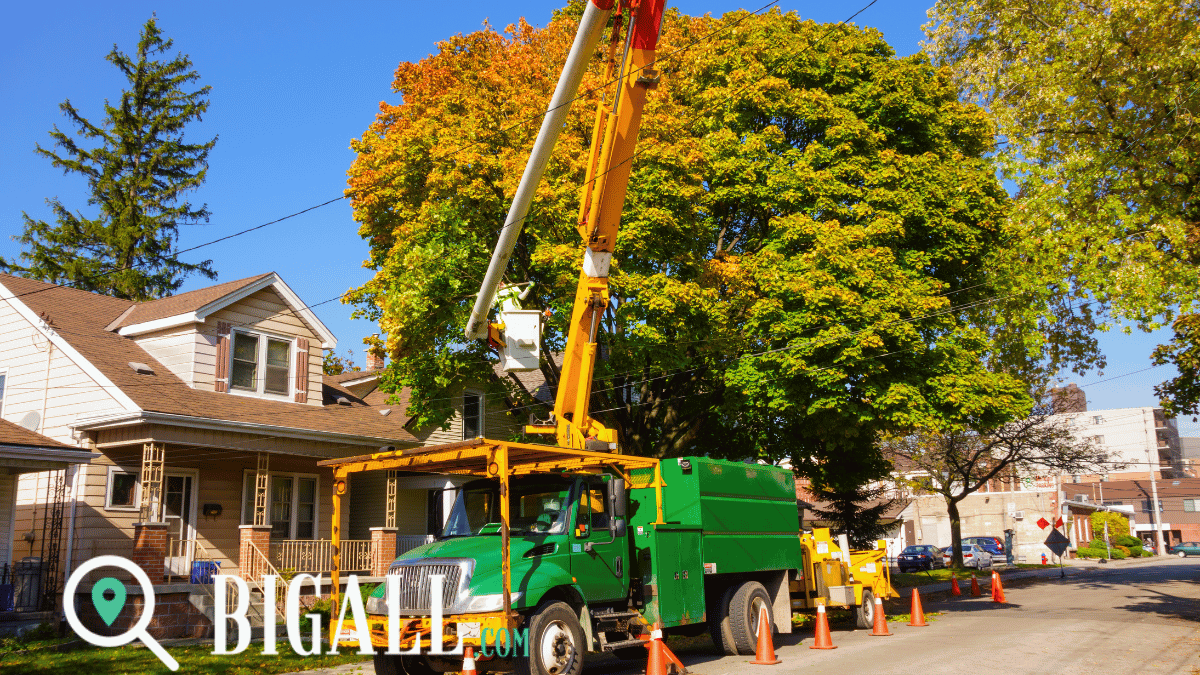 Tree removal: What to Expect During the Process